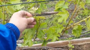 Нормировка куста винограда соцветиями