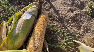 Собираю F2 СЕМЕНА КУКУРУЗА