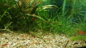 Аквариум с Гуппи . Как я избавляюсь от улиток Меланий.
