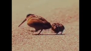 Птицы танцуют