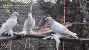 Среднеазиатские двухчубые голуби. Окрас - бусый. Не игровые и не бойные.