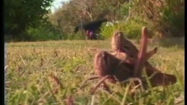 Загляните в глаза кузнечику! смотреть онлайн