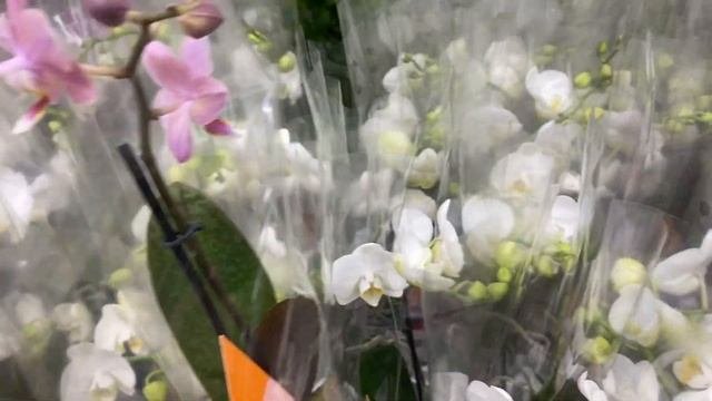 Завоз орхидей фаленопсисов!  Много белых орхидей