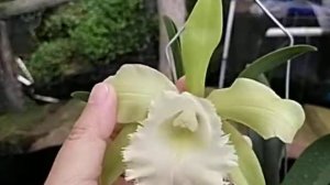 Rhyncholaeliocattleya Princess Naurah