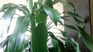 Драцена.  Дерево счастья.  Уход и полив. Как ухаживать за драценой.