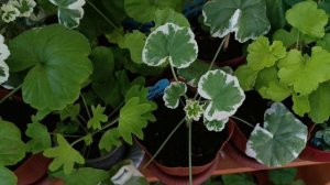 Новости из пеларгониевого сада