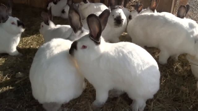 Калифорнийские кролики для промышленной фермы смотреть онлайн