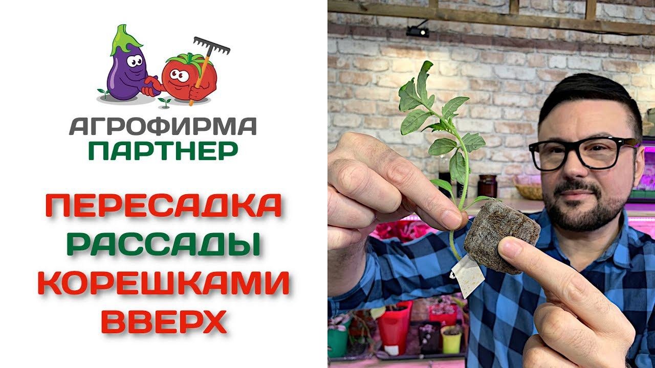 Пересадка рассады корешками вверх