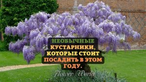 9 необычных кустарников, которые стоит посадить в этом году.?