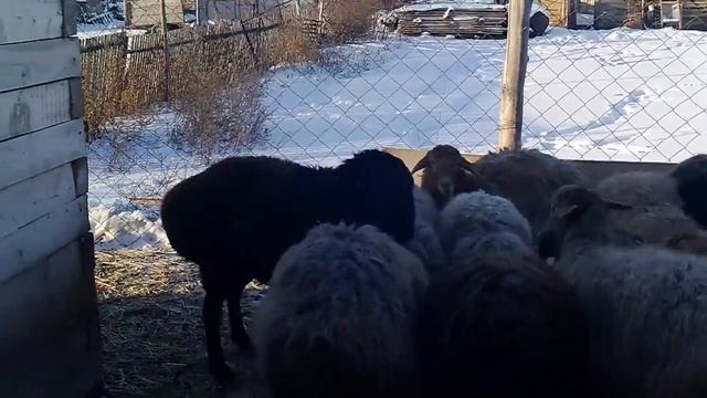 Эдильбаевские овцы. 01.12.2019г. смотреть онлайн