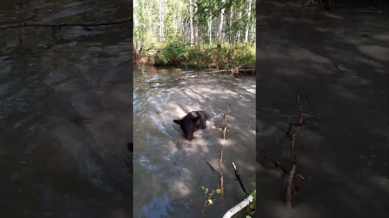 Медведи накупались. #bear