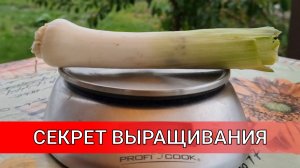 раскрыт СЕКРЕТ ВЫРАЩИВАНИЯ ЛУКА ПОРЕЙ, делюсь своими наблюдениями по выращиванию ЛУКА ПОРЕЙ