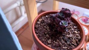 Купила проф.грунт для растений. Первичный обзор Lechuza terrapon