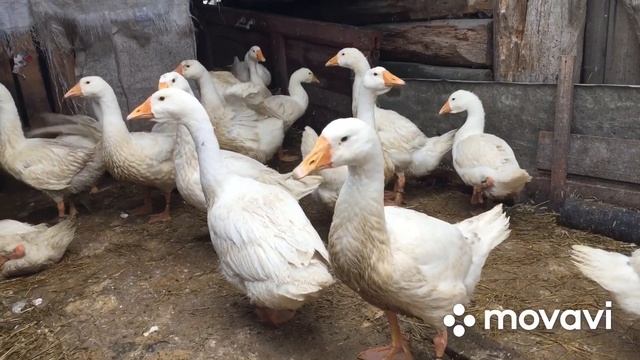 Содержание Гусей в проливные дожди/ Осеннее содержание птицы