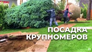 Посадка Крупномеров | Твой Сад