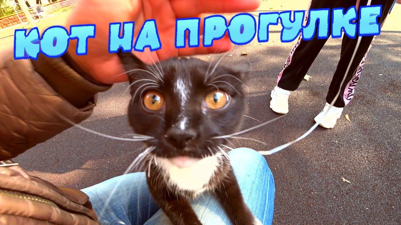 Выгуливаем нашего кота найденыша… #4