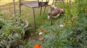 ST  BERNARD PUPPY instantly falls in love with the garden ll KEIKO'S DIARY