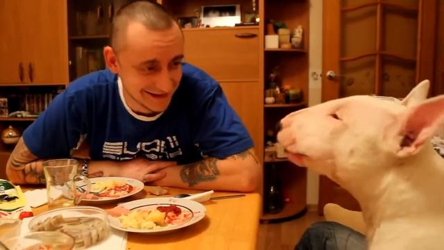 Говорящий Бультерьер!!! смотреть онлайн