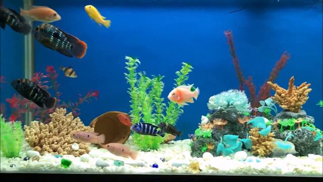 Аквариум Jebo 380 литров смотреть онлайн