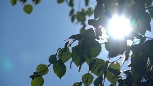 Солнечный летний день. Солнце светит сквозь качающиеся на ветру ветки берёзы