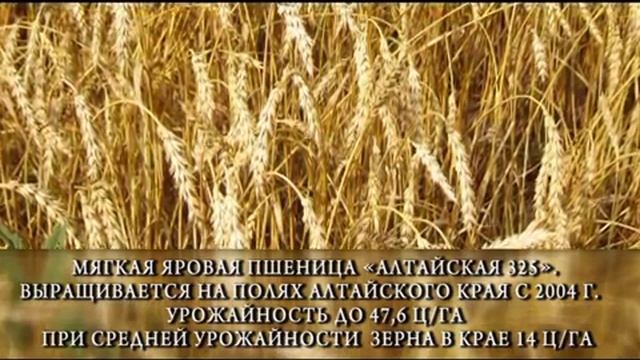 Житница России. Мягкая яровая пшеница