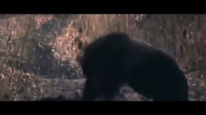? ?МЕДВЕДЬ ПРОТИВ КАБАНА !Случай в тайге