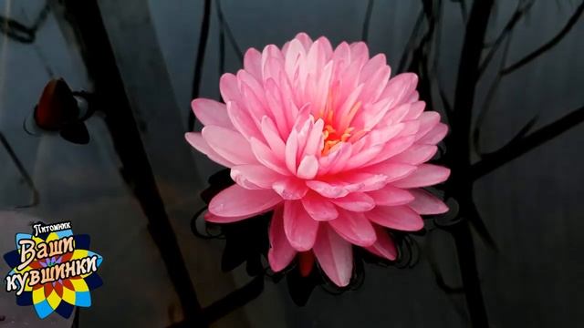 Нимфея Mayyanee (Майяни) кувшинка, waterlily, водные растения, пруд смотреть онлайн