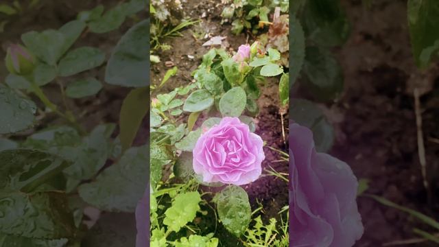 Флорибунда с махровыми цветами и нежным ароматом Терра Лимбургия #rose #цветениероз #розы