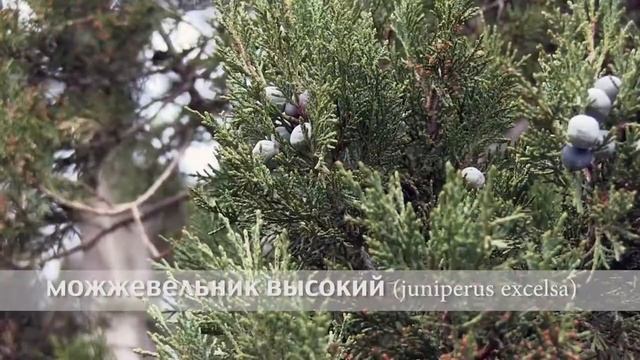 можжевельник высокий