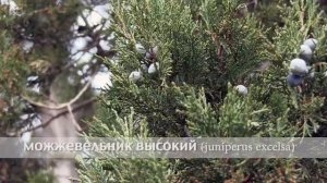 можжевельник высокий