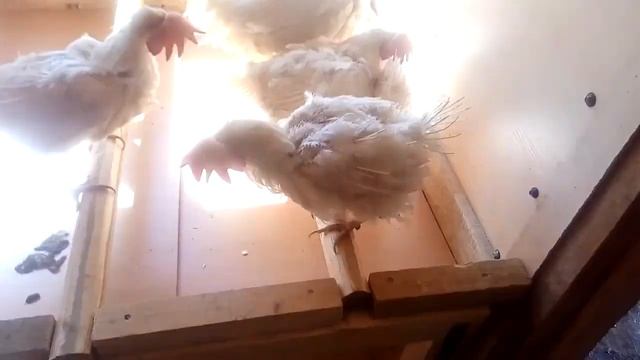 Куры несушки из клеток!!!несуться где попало!!! смотреть онлайн