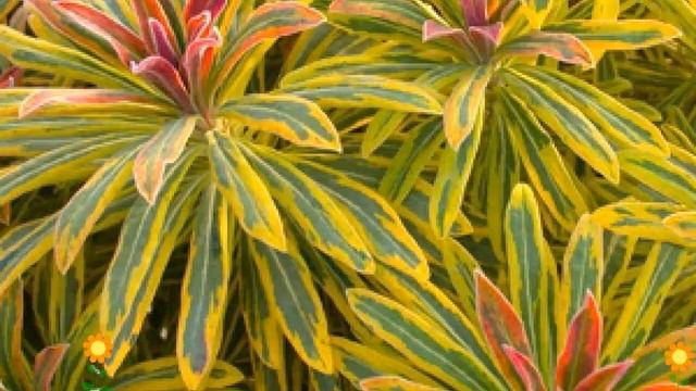 Молочай миндалевидный Ascot Rainbow. Краткий обзор, описание характеристик, где купить рассада смотреть онлайн