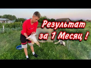 ПРИЯТНО УДИВИЛСЯ таким весом утят в 1 Месяц / Очень доволен ✅