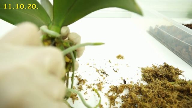 Фаленопсис "СЕЗАМ":паресадка+АДАПТАЦИЯ за 4 месяца.ОРХИДЕЯ phalaenopsis I-Hsin 'Sesame'.