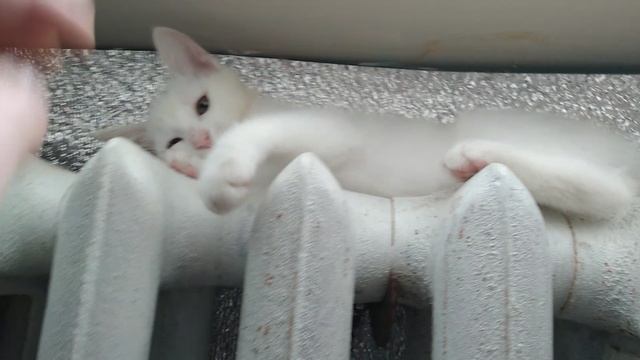 Почему кошки любят лежать на радиаторе