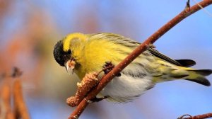 Чиж - интересные факты