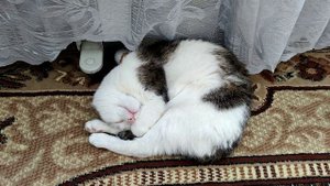 У кошки слезится глаз, чем я лечила