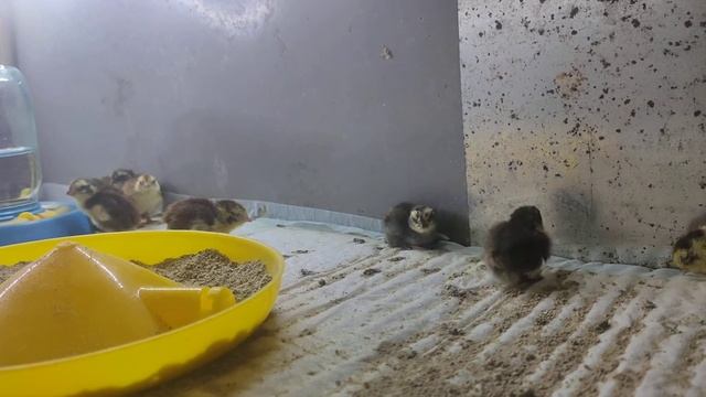 Селадон(Целадон) перепел несущий голубое яйцо. 1й день после вылупления.