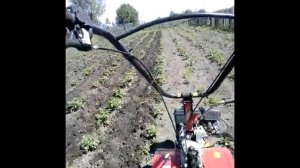 Мотоблок Угра мотор Mitsubishi 6,0 л.с/прополка междурядий/одинарная фреза/motor cultivator Ugra