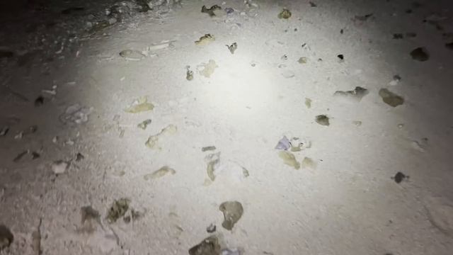 В мире животных. Чава стая на Мальдивах смотреть онлайн