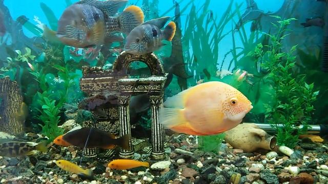 Акары бирюзовые и другие цихлиды смотреть онлайн