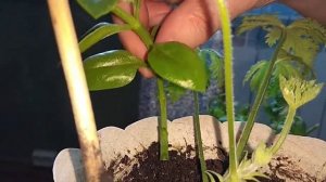 Комнатные растение выращивание. Аптения