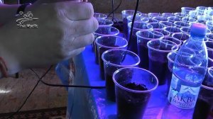 Как сажать перец на рассаду. Сажаем сладкий перец на рассаду без пикировки.