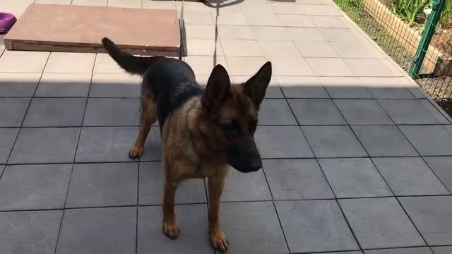 Привязали собаку. Она лает. смотреть онлайн