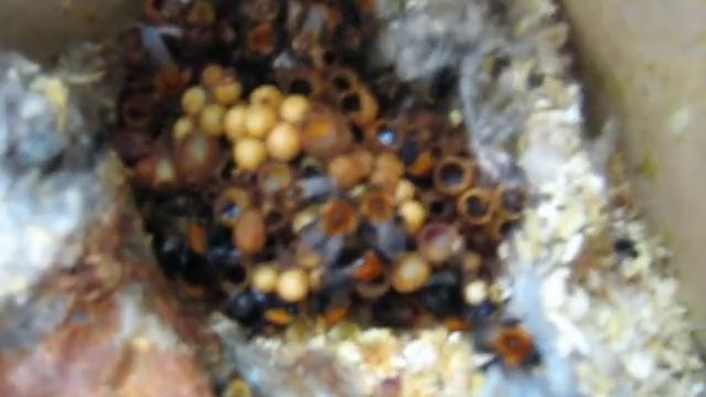 Настоящее шмелиное гнездо! смотреть онлайн