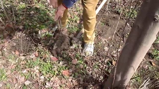 Пересаживаем кусты смородины смотреть онлайн