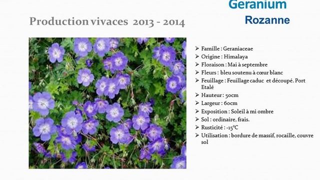 Geranium Rozanne: plante vivace смотреть онлайн