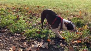 с собакой на природе | Бостон Терьер | with a dog in the wild | Boston Terrier