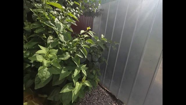 Создание Красоты перед домом! Клумба из Многолетних растений и Вечнозеленных кустарников! Обзор! смотреть онлайн