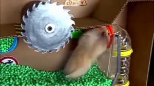 Хомячок проходит испытания!! Я думаю что он не пройдёт??